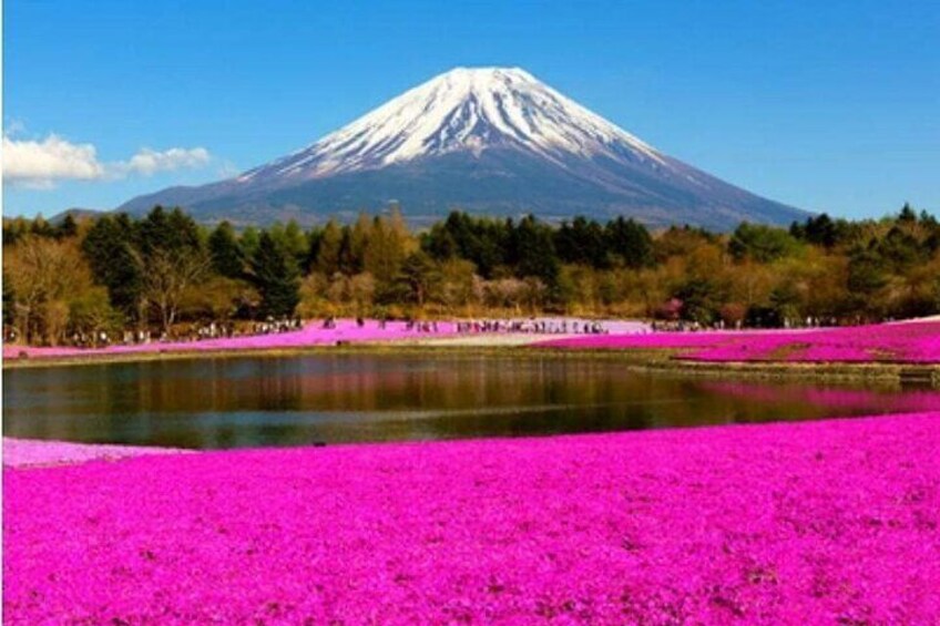 Private Tour to Mount Fuji from Tokyo with Pick Up