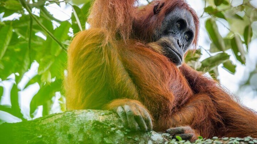 3-Day Ethical Orangutan Jungle Trek | Bukit Lawang, Sumatra