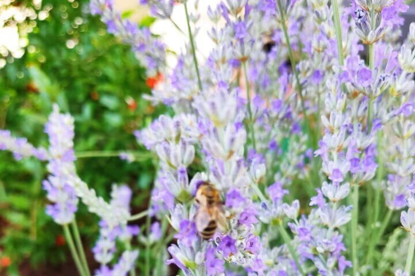 Private Bee Safari in Zadar