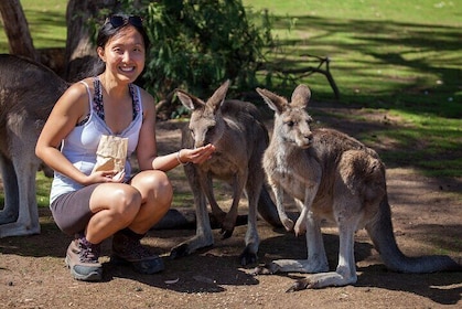 Full-Day Waterfalls, Wilderness & Wildlife Hobart Tour