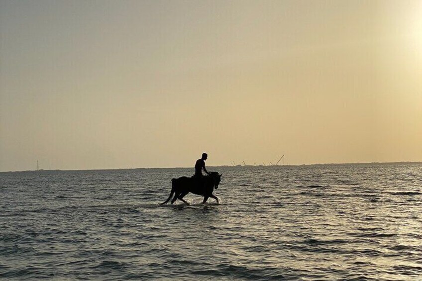 Private Horse Riding Experience at Red Sea