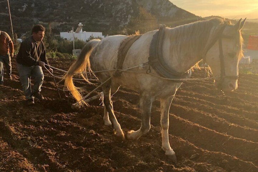 Perivoli Naxian Farm Experience & Wood-Cooking Lesson 