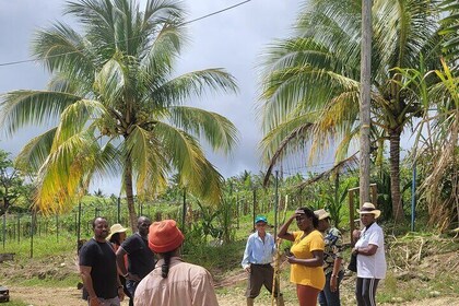 Full-Day Private Agricultural and Eco-Tour in Barbados