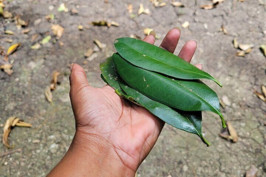 Ginger leaves. Great for making fresh ginger tea! On the Bare Fruits! #Eco-tour