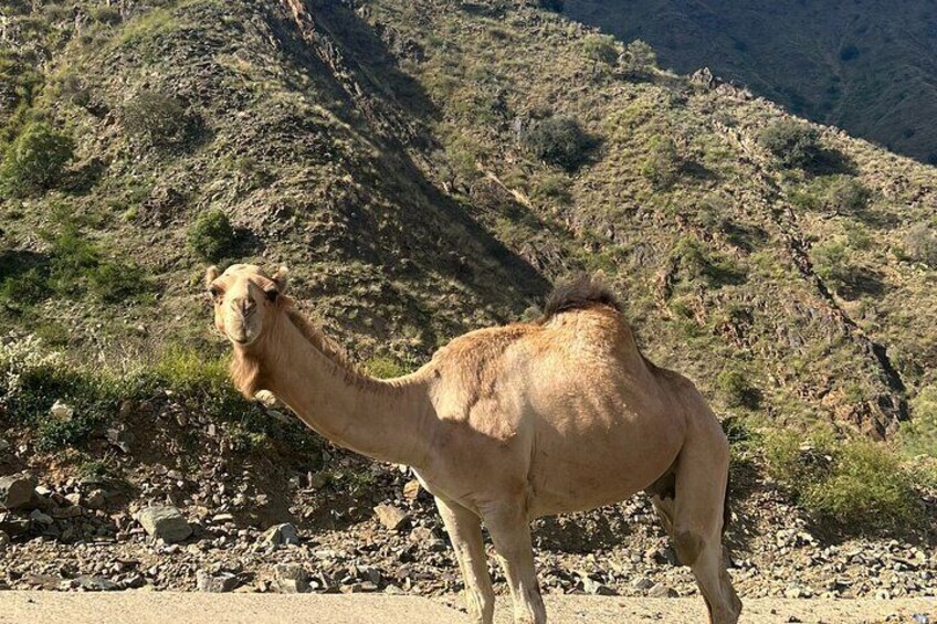 Full-day Tour at Black Mountain in Saudi Arabia 