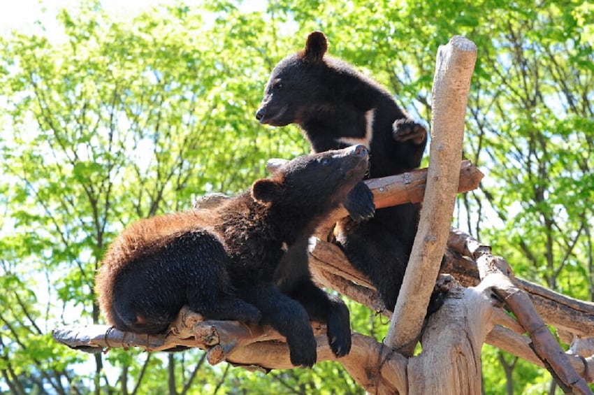 South Korea: Bear Tree Park & Arboretum Ticket