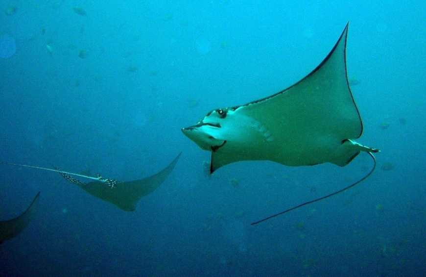 Picture 1 for Activity Guanacaste: Discover Scuba Dive Day in Papagayo Gulf