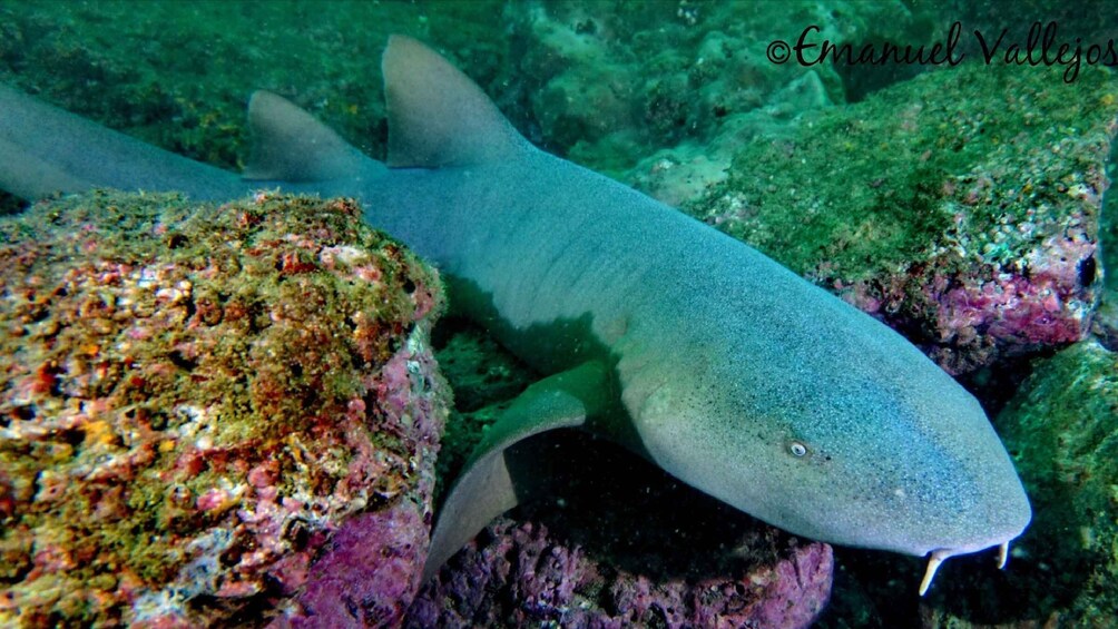 Picture 5 for Activity Guanacaste: Discover Scuba Dive Day in Papagayo Gulf