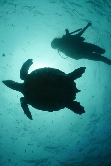 Picture 6 for Activity Guanacaste: Discover Scuba Dive Day in Papagayo Gulf