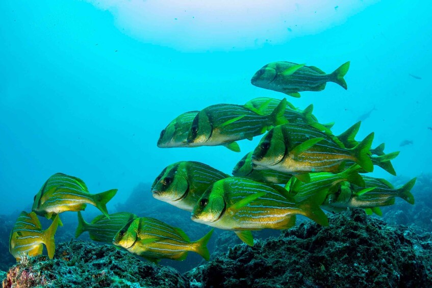 Picture 4 for Activity Guanacaste: Discover Scuba Dive Day in Papagayo Gulf