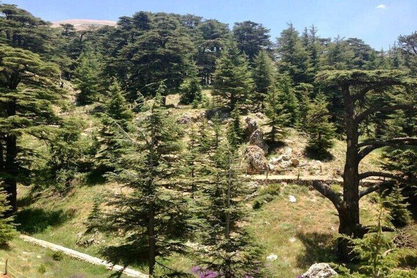 Cedars 