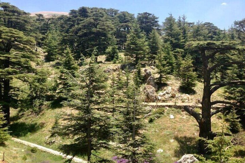 Cedars