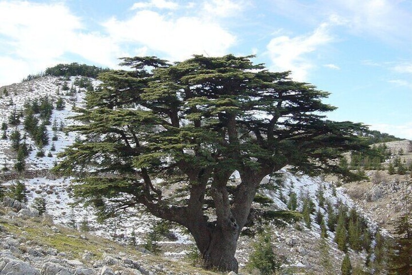 Lebanon Cedars