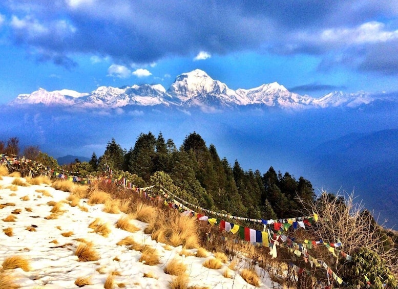 Picture 8 for Activity Ghorepani Poon Hill Trek: 4-Days Private Tour from Pokhara