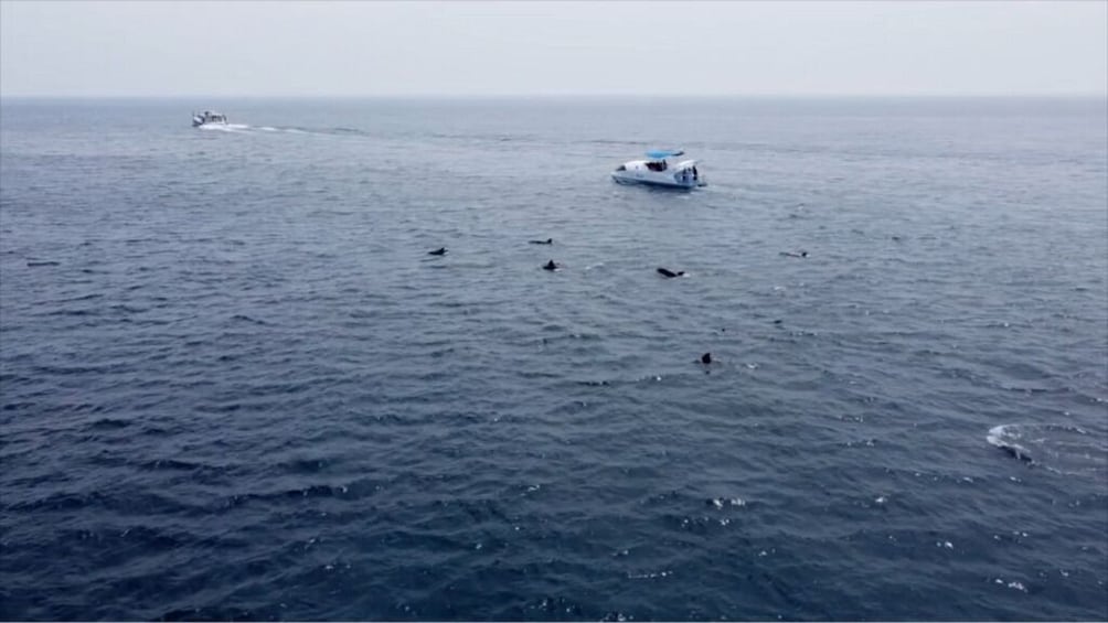 South Korea: Jeju Hamo Dolphin Tour