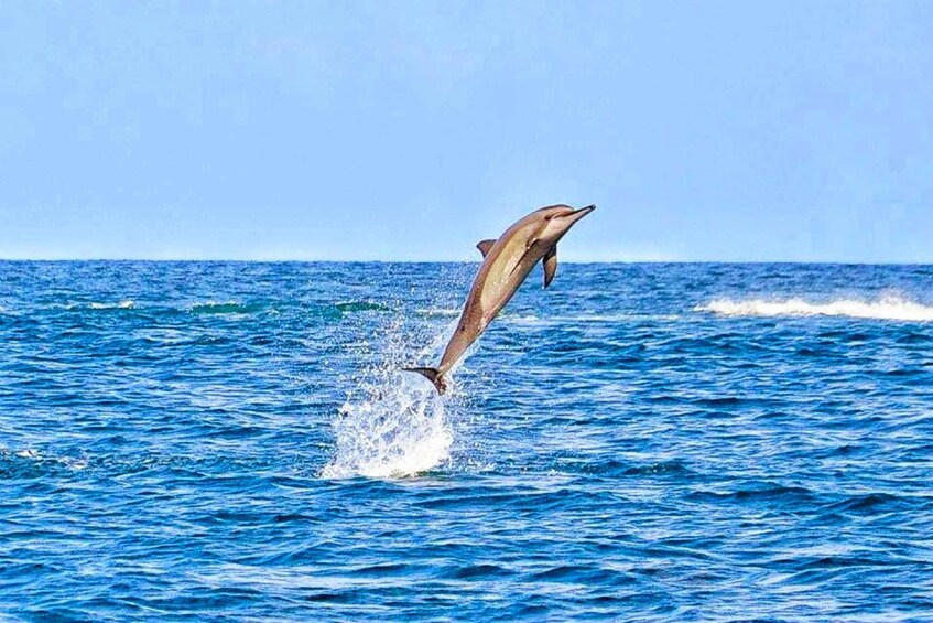 Picture 2 for Activity Mauritius Dolphin Encounter and Geographic Marvels Tour