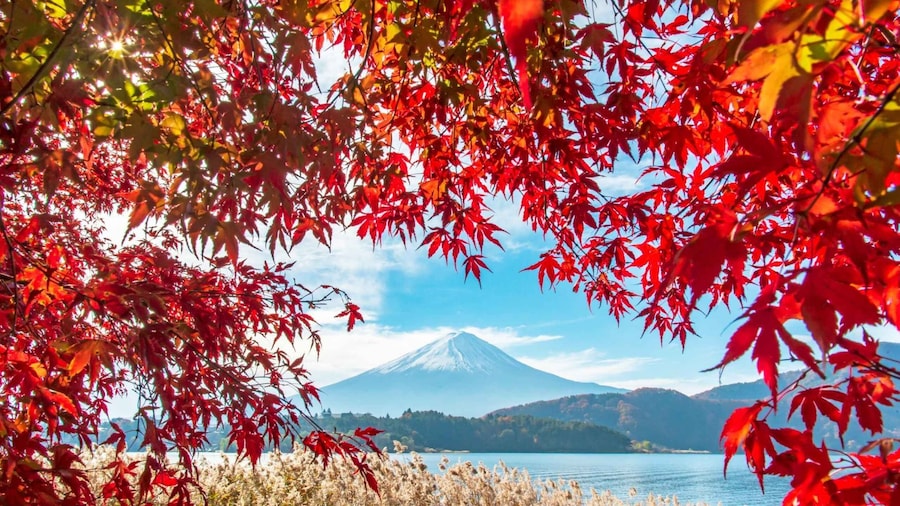 Seasonal Mt. Fuji Scenic Views, Fruit Picking and Ropeway!