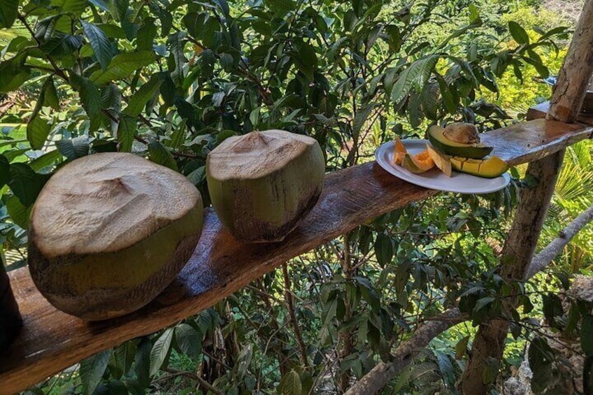 Fresh jelly coconuts to drink with samples of fruit 