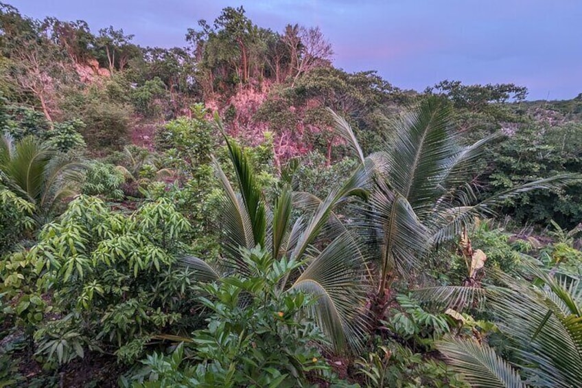 Overlooking Jamaican Roots Tropical Farm