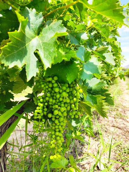 Picture 6 for Activity Alicante: Winery Guided Tour with Tasting