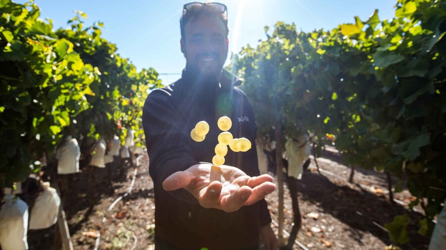 Picture 4 for Activity Vineyards of Alicante: Wine Tasting Tour