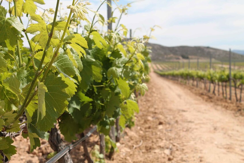 Picture 3 for Activity Vineyards of Alicante: Wine Tasting Tour