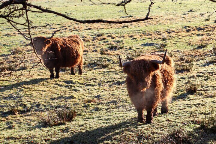 Oban Terminal Pickup - Tour of Highlands, Lochs & Castles