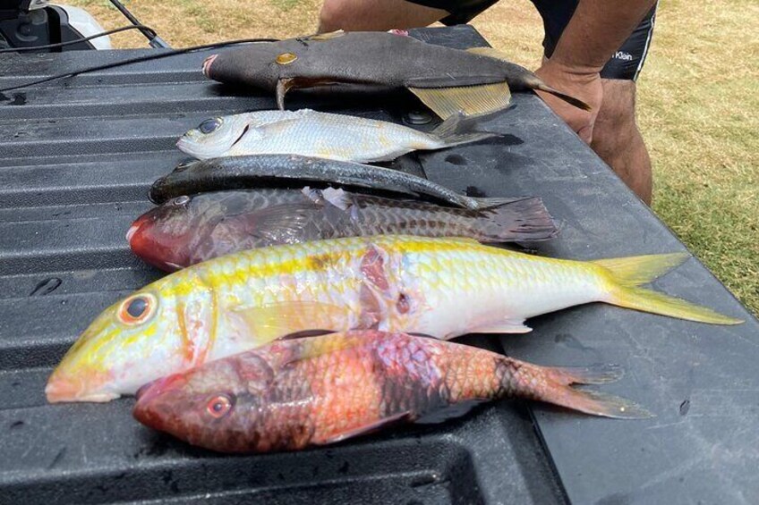 Hawaiian Reef Spear Fishing Lesson for Beginners