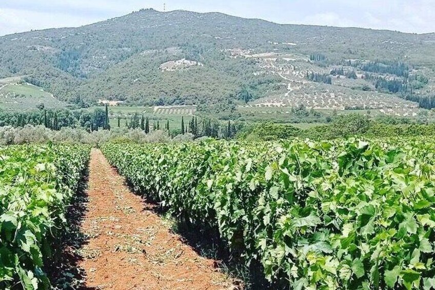 Nemea Wine Tour from Athens, Nafplio or Nemea with Oenologists