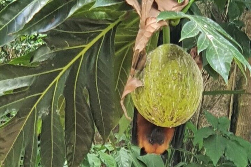 Seychelles Fruit Bat enjoying a breadfruit.