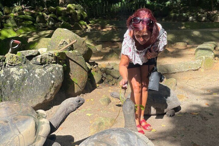 Tortoise feeding, Botanical Garden