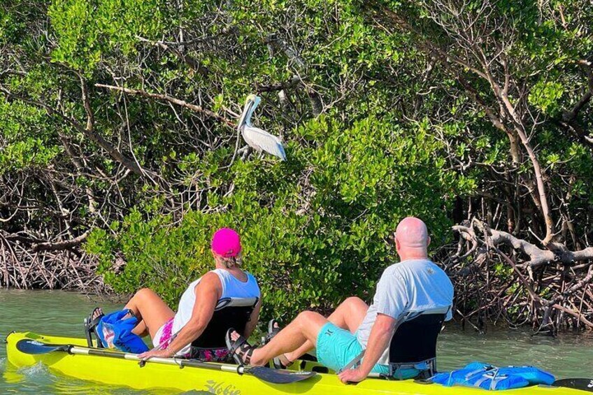 3 Hour Hobie Kayak Adventure In Bonita Springs