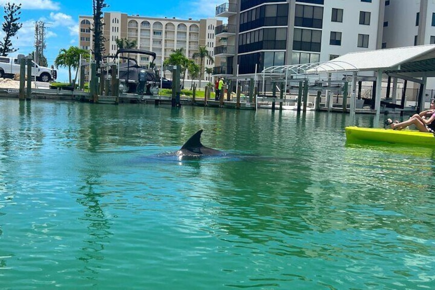 3 Hour Hobie Kayak Adventure In Bonita Springs