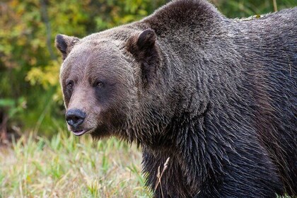 Grizzly bear, Mountain tops & Falls from Calgary Canmore & Banff