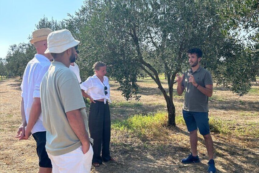 Olive Grove Tour with Wine & Olive Oil Tasting in Balestrate