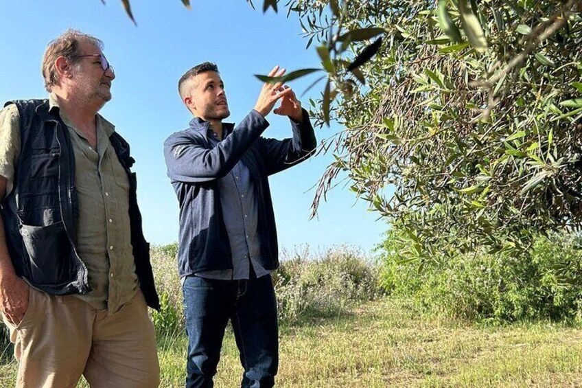 Olive Grove Tour with Wine & Olive Oil Tasting in Balestrate