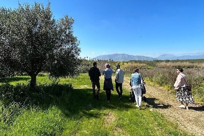 Olive Grove Tour with Wine & Olive Oil Tasting in Balestrate