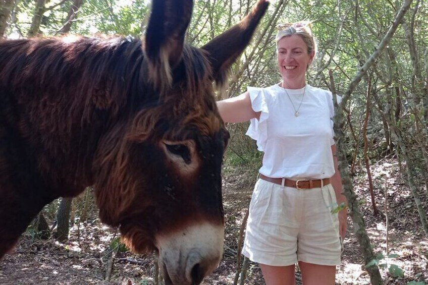 The donkey wants cuddles