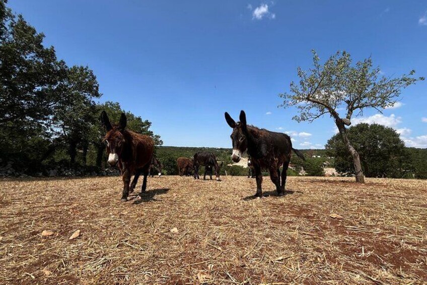Alberobello in e-bike. Trulli, countryside, mill and donkeys