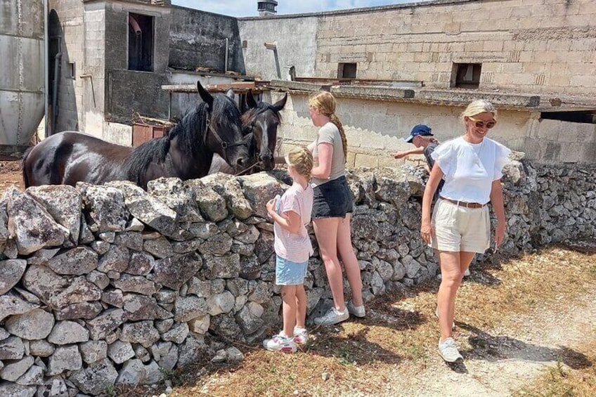The black Murgese horses