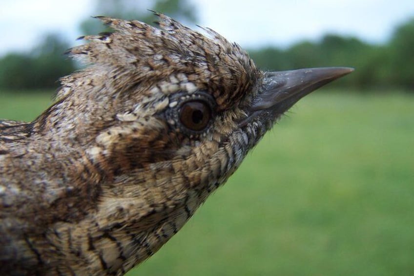 Birdwatching Montes de Toledo Orientales