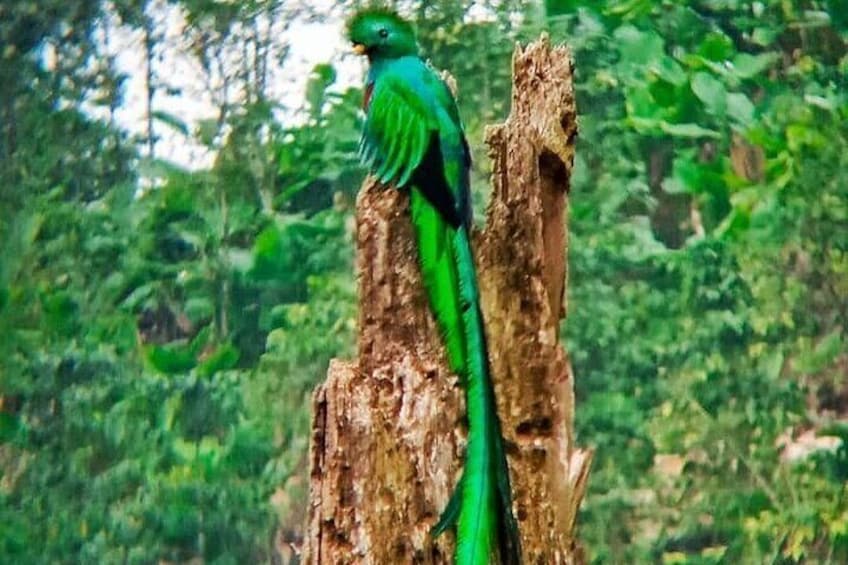 Quetzal Quest Birdwatching Adventure at Rey Tepepul Lookout