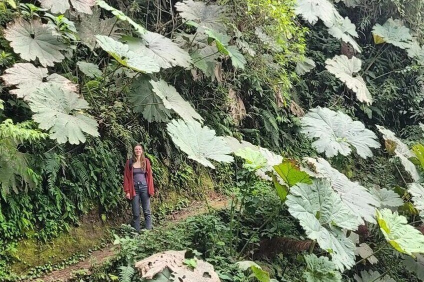 Quetzal Quest Birdwatching Adventure at Rey Tepepul Lookout