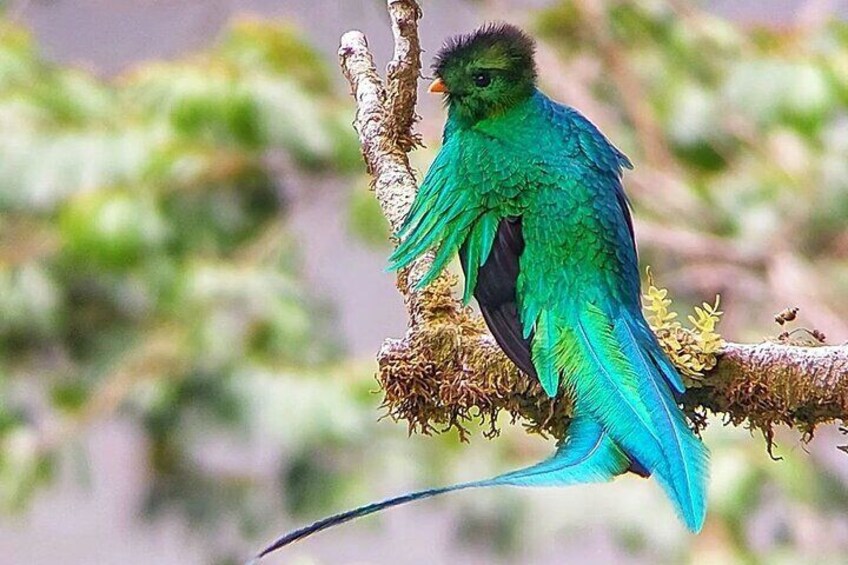 Quetzal Quest Birdwatching Adventure at Rey Tepepul Lookout