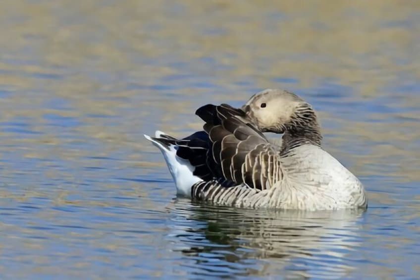 La Mancha Wetland Bird Watching