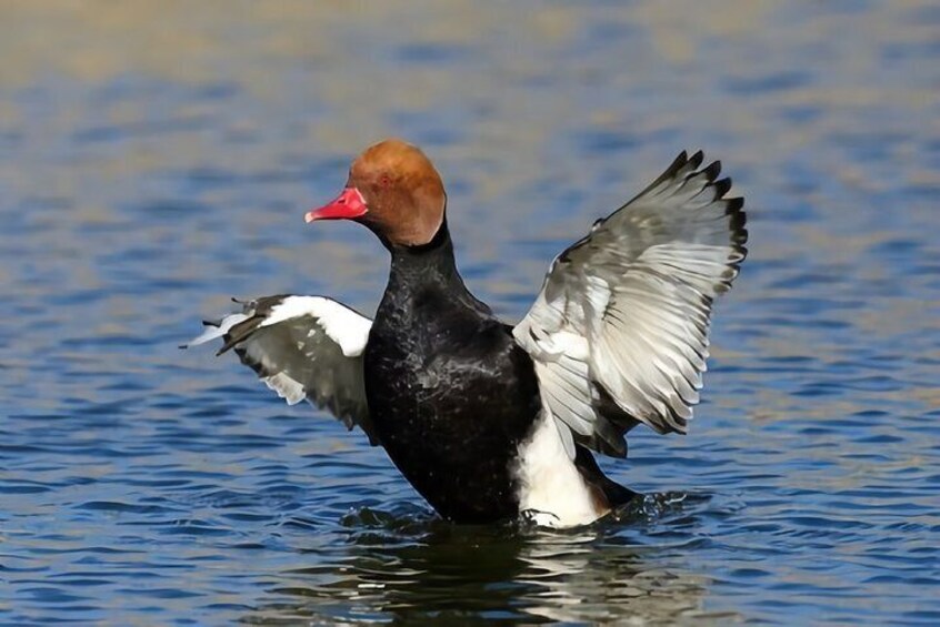 La Mancha Wetland Bird Watching