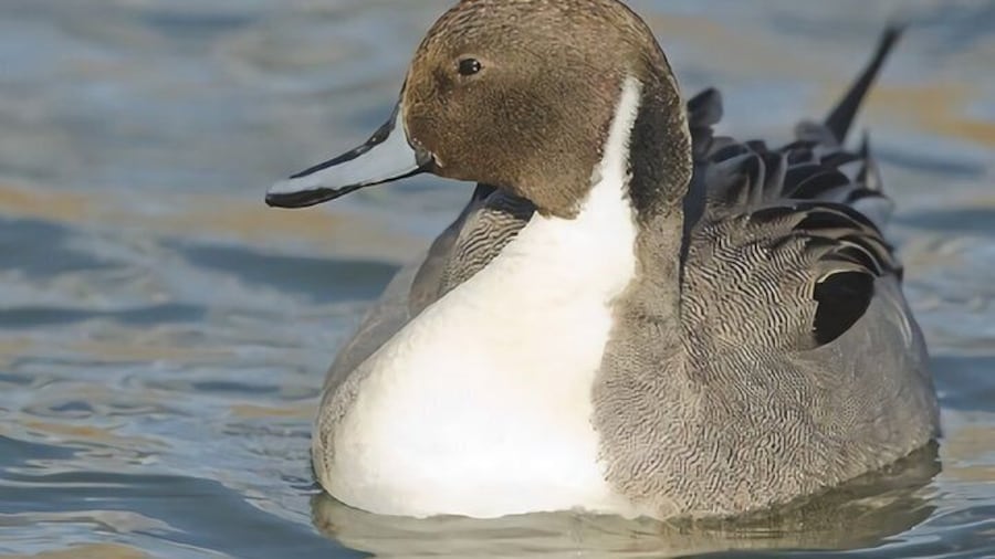 La Mancha Wetland Bird Watching