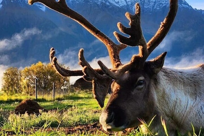 Visite de la faune et des paysages du col Hatcher, au départ d'Anchorage