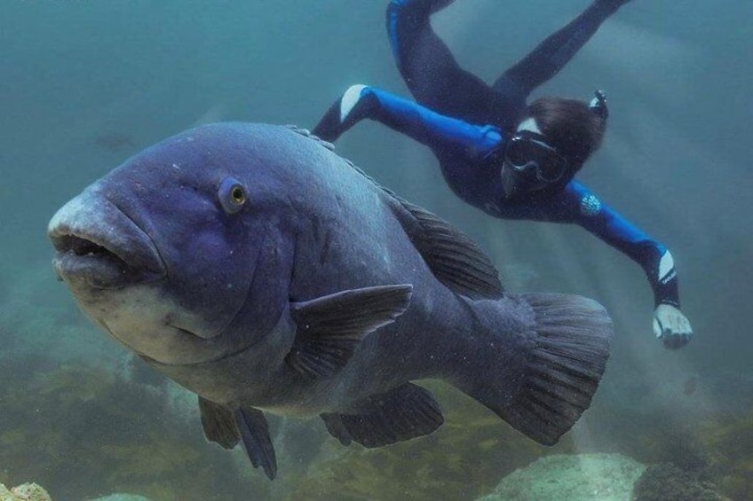 Marine Discovery + Snorkeling - Port Stephens