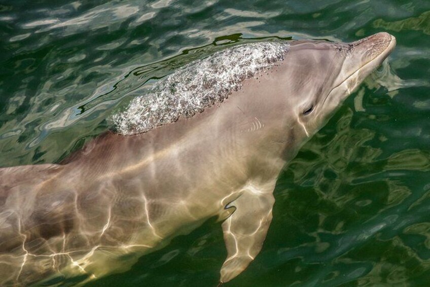 Marine Discovery + Snorkeling - Port Stephens